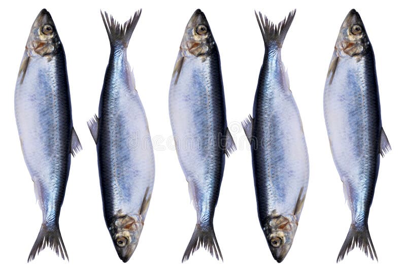 Sätta sillfiskar isolerade på vit bakgrund. fryst fiskgrupp. atlantisk fisk. sill. Sillmönster. sill royaltyfri fotografi