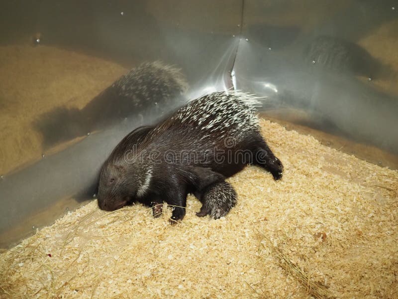 säugetiere Eine Stachelschweinmutter, die ihr Baby stillt stockbilder säugetiere Eine Stachelschweinmutter, die ihr Baby stillt stockbilder