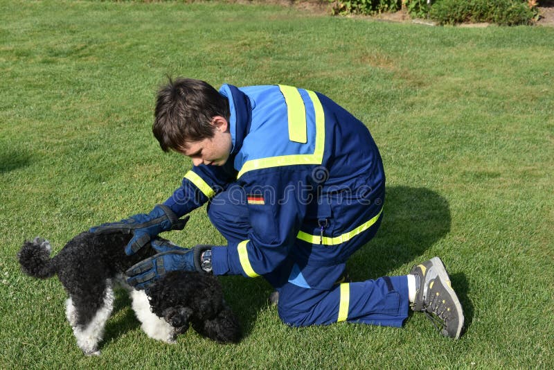 sårad hund arkivbilder sårad hund arkivbilder