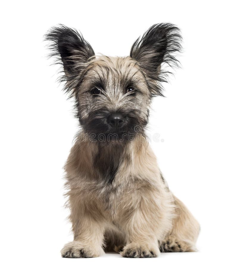 Chien Skye Terrier assis image stock
