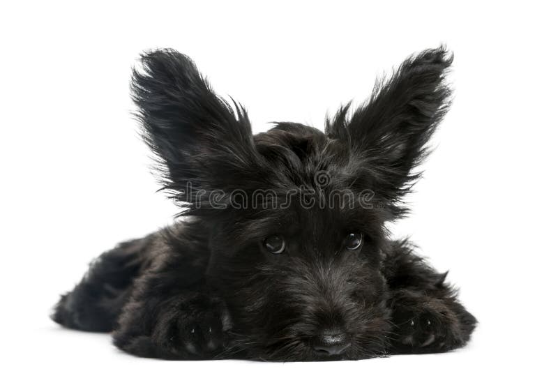 Chiots Skye Terrier assis photo libre de droits