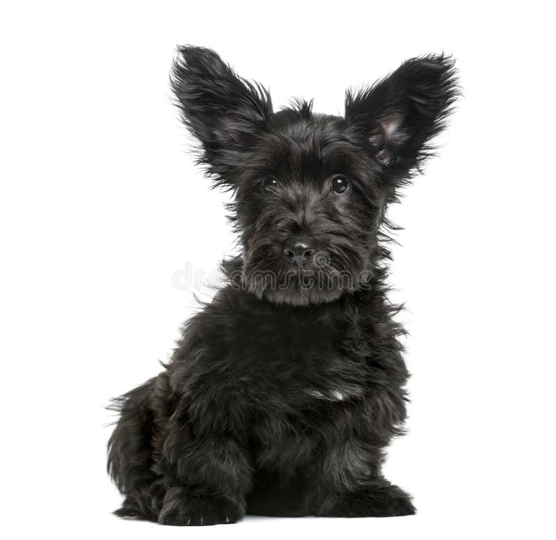 Séance de chiot de Skye Terrier images stock