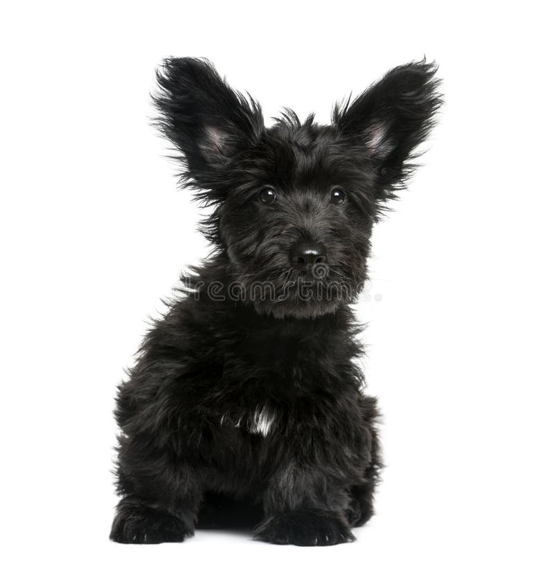 Séance de chiot de Skye Terrier photo libre de droits