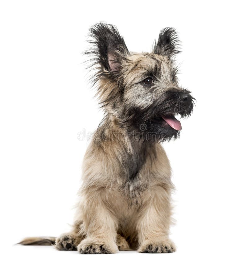 Séance de Skye Terrier image stock