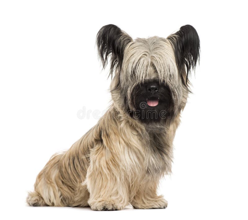 Skye Terrier assis, isolé images libres de droits