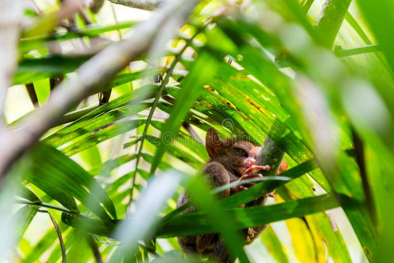 Séance tarsier philippine sur un arbre, Bohol, Philippines Avec l'orientation sélectrice photos stock Séance tarsier philippine sur un arbre, Bohol, Philippines Avec l'orientation sélectrice photos stock