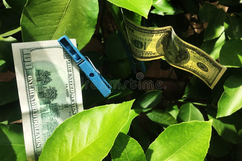 Séchant 100 billet d'un dollar images libres de droits Séchant 100 billet d'un dollar images libres de droits