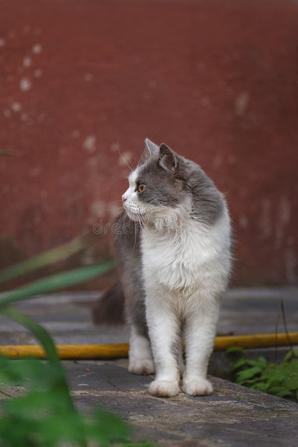 Sécurité du chat extérieur. fournir le meilleur environnement pour garder le chat en plein air en sécurité images stock Sécurité du chat extérieur. fournir le meilleur environnement pour garder le chat en plein air en sécurité images stock