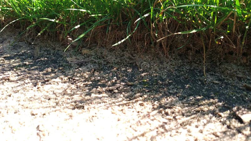 Séjour de lézard de Brown sur la terre et regard à la caméra