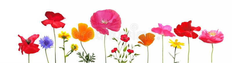 Selection of meadow flowers isolated on white background. Selection of meadow flowers isolated on white background