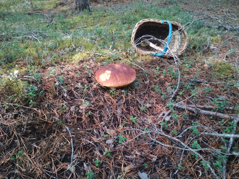 Picking mushroom in forest in the summer or early autumn. Mushroom is growing in warm green, thick, wet moss layer. busket with knife are near mushroom. Picking mushroom in forest in the summer or early autumn. Mushroom is growing in warm green, thick, wet moss layer. busket with knife are near mushroom