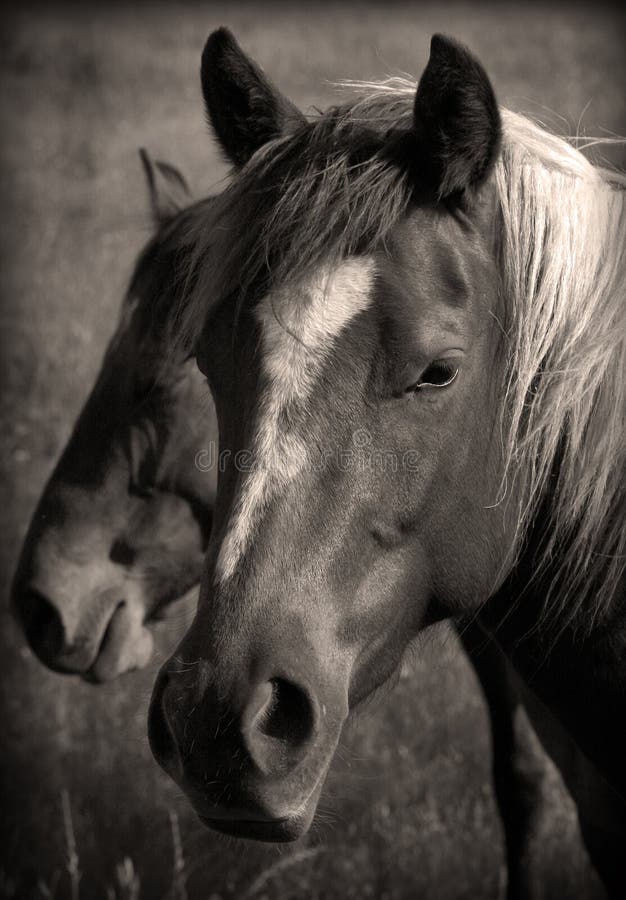 Sépia de chevaux sauvages images stock Sépia de chevaux sauvages images stock