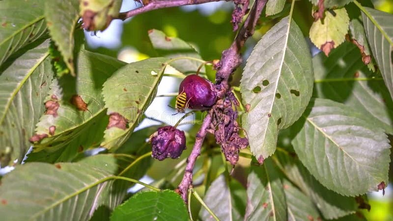 Séquence macro détail gros plan d'une guêpe assise sur une cerise mûre accrochée à un cerisier entre les feuilles au soleil allema banque de vidéos