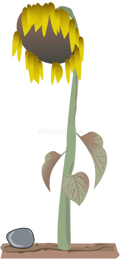 Série 1 de tournesol illustration de vecteur Série 1 de tournesol illustration de vecteur