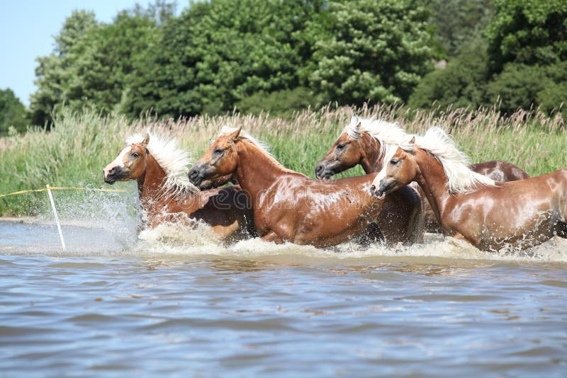 Série de chevaux de châtaigne fonctionnant dans l'eau