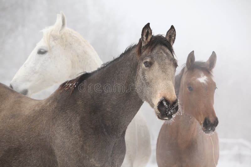 Série de chevaux en hiver