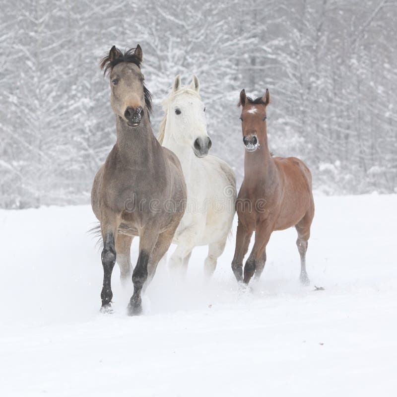 Série de chevaux fonctionnant en hiver