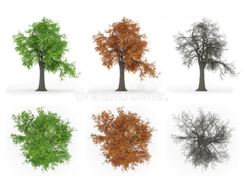 Série do ciclo do ano da árvore de cinza imagens de stock Série do ciclo do ano da árvore de cinza imagens de stock