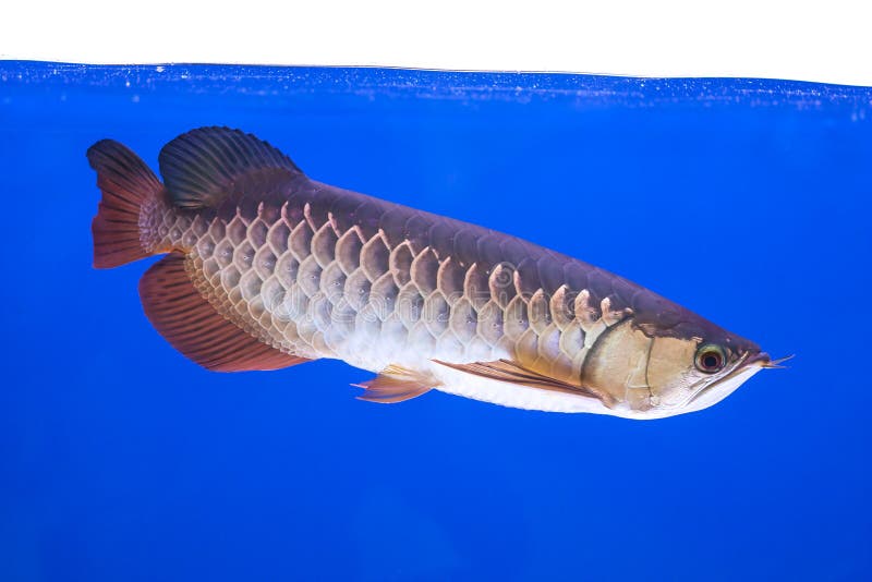 Série dos peixes de Arowena foto de stock Série dos peixes de Arowena foto de stock