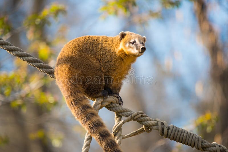 Söder - amerikansk coati- eller nasuanasua arkivfoto Söder - amerikansk coati- eller nasuanasua arkivfoto