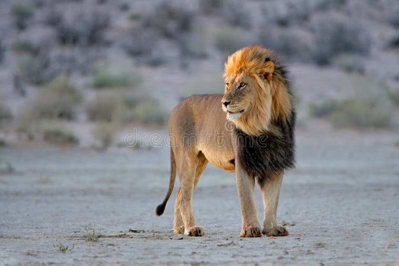 Big male African lion (Panthera leo), in late afternoon light, Kalahari desert, South Africa. Big male African lion (Panthera leo), in late afternoon light, Kalahari desert, South Africa