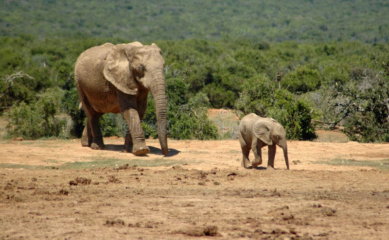 Two active African elephants with big ears and trunks are walking together in Addo in South Africa. The calf in front of the elephant mother cow. They are going to a water hole in the game park where the herd is waiting. The baby is very cute. Two active African elephants with big ears and trunks are walking together in Addo in South Africa. The calf in front of the elephant mother cow. They are going to a water hole in the game park where the herd is waiting. The baby is very cute.