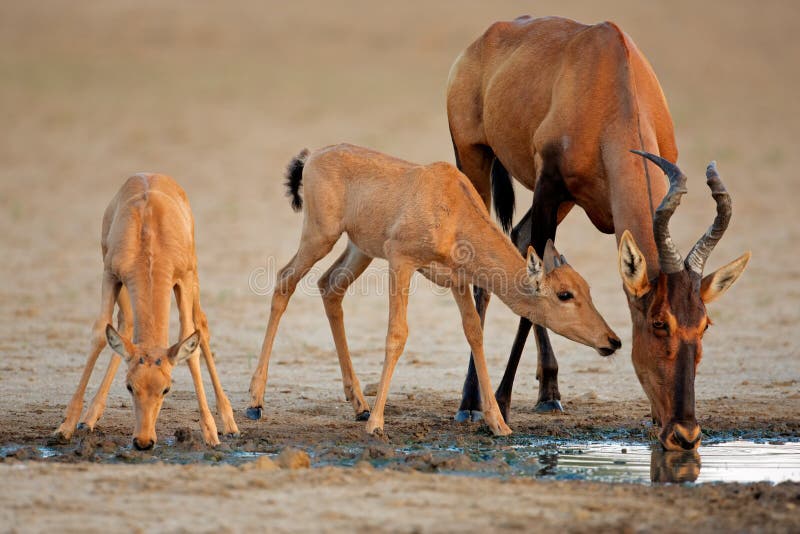 Red hartebeest antelope (Alcelaphus buselaphus) with young calves, Kalahari, South Africa. Red hartebeest antelope (Alcelaphus buselaphus) with young calves, Kalahari, South Africa