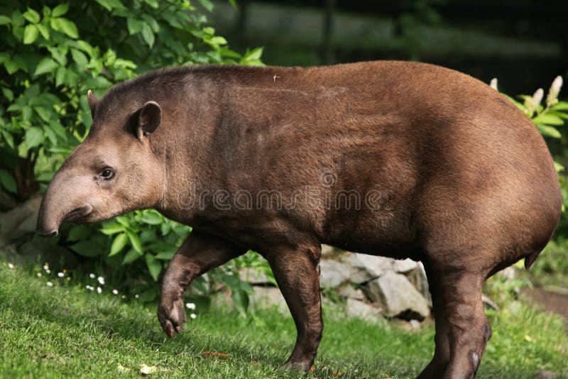 Södra - amerikansk tapir (Tapirusterrestris) royaltyfri fotografi Södra - amerikansk tapir (Tapirusterrestris) royaltyfri fotografi