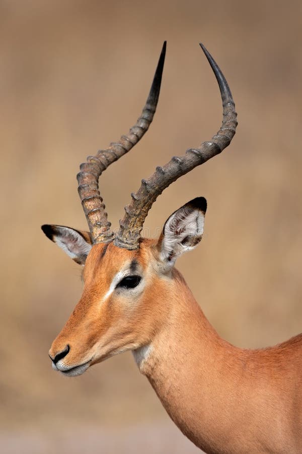södra park för kruger för africa antilopimpala arkivbild södra park för kruger för africa antilopimpala arkivbild