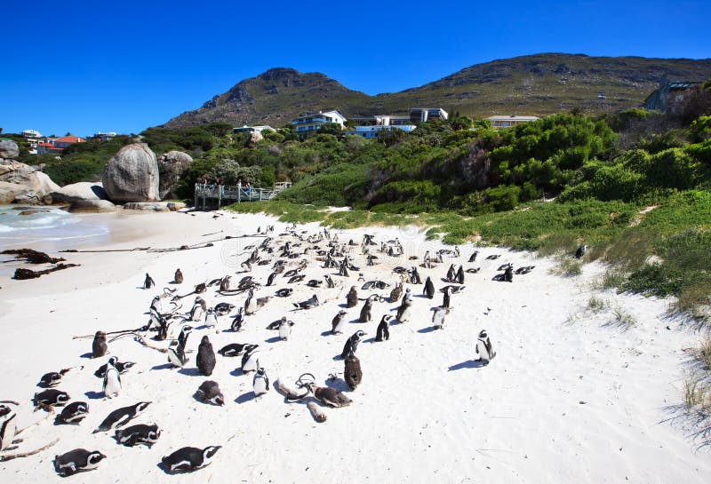södra pingvin för africa strandstenblock arkivfoto södra pingvin för africa strandstenblock arkivfoto