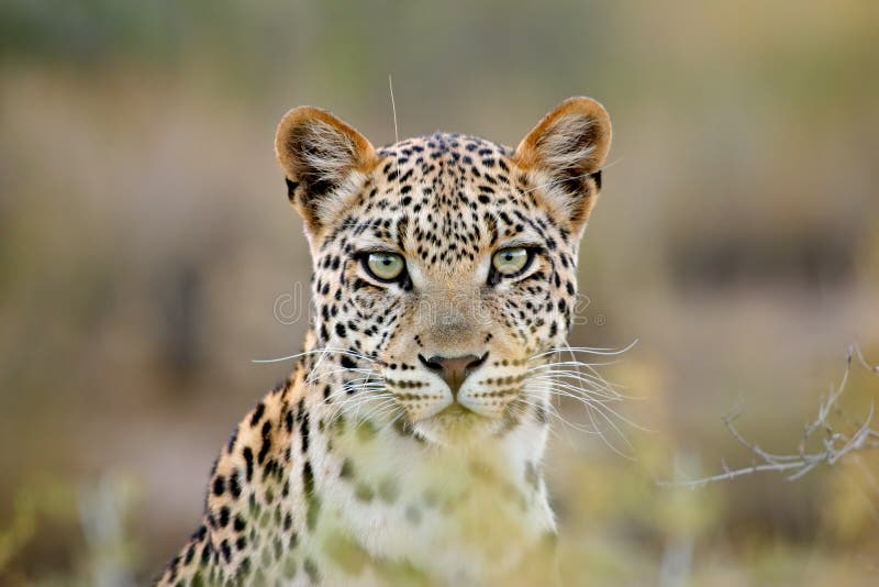 Portrait of a leopard (Panthera pardus), Kalahari desert, South Africa. Portrait of a leopard (Panthera pardus), Kalahari desert, South Africa