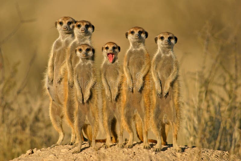 Meerkat or suricate (Suricata suricatta) family, Kalahari, South Africa. Meerkat or suricate (Suricata suricatta) family, Kalahari, South Africa