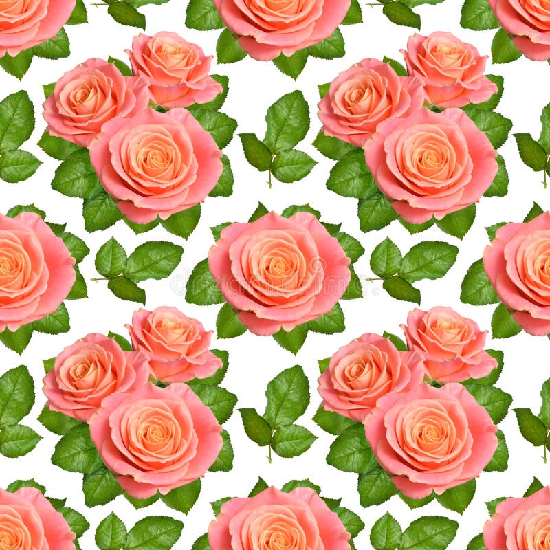 Sömlös bakgrund med rosa rosor Isolerat på vit backgroun royaltyfri fotografi Sömlös bakgrund med rosa rosor Isolerat på vit backgroun royaltyfri fotografi