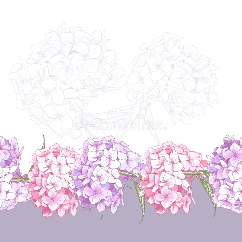 Sömlös blom- gräns för härlig rosa vanlig hortensia vektor illustrationer
