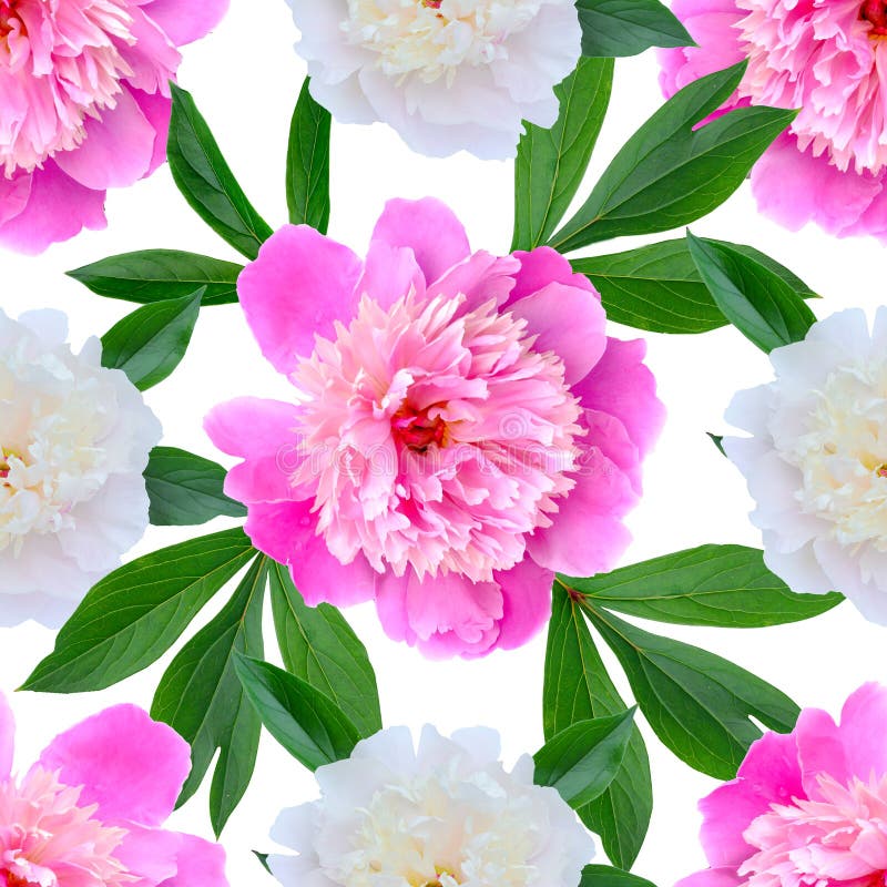Sömlös blom- modell med rosa pioner arkivbild Sömlös blom- modell med rosa pioner arkivbild