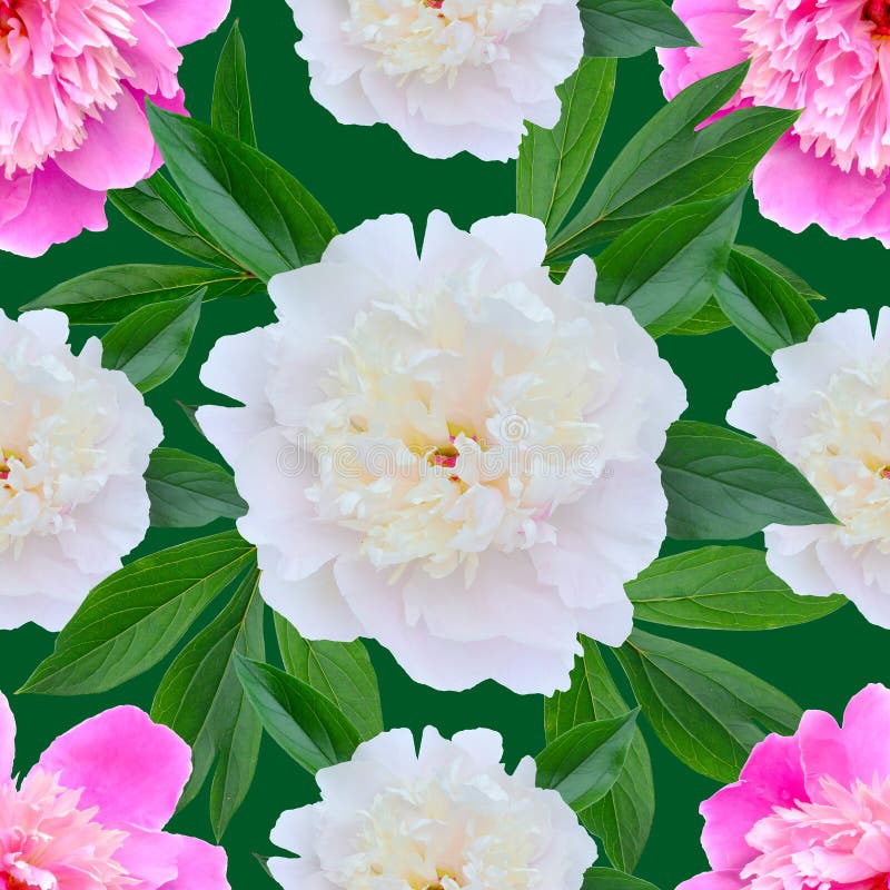 Sömlös blom- modell med rosa pioner royaltyfria foton Sömlös blom- modell med rosa pioner royaltyfria foton