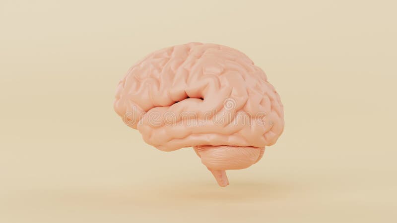 Sömlös looping av hjärnan som roterar 360 graders vinkel mot gul bakgrund. vetenskap och anatomi - koncept 4k filmrörelse