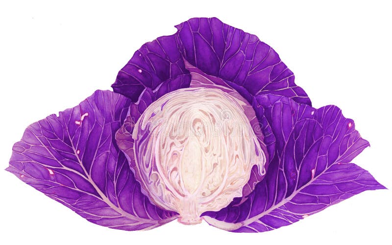 Sömlös modell med violett kål för Adobekorrigeringar hög för målning för photoshop för kvalitet för bildläsning vattenfärg mycket royaltyfri illustrationer Sömlös modell med violett kål för Adobekorrigeringar hög för målning för photoshop för kvalitet för bildläsning vattenfärg mycket royaltyfri illustrationer