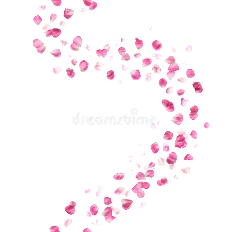 Pink rose petals breeze, studio photographed, with different color intensity, vertically repeating and isolated on absolute white. Pink rose petals breeze, studio photographed, with different color intensity, vertically repeating and isolated on absolute white