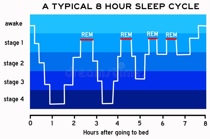 Graph with the typical eight hour sleep cycle. Graph with the typical eight hour sleep cycle