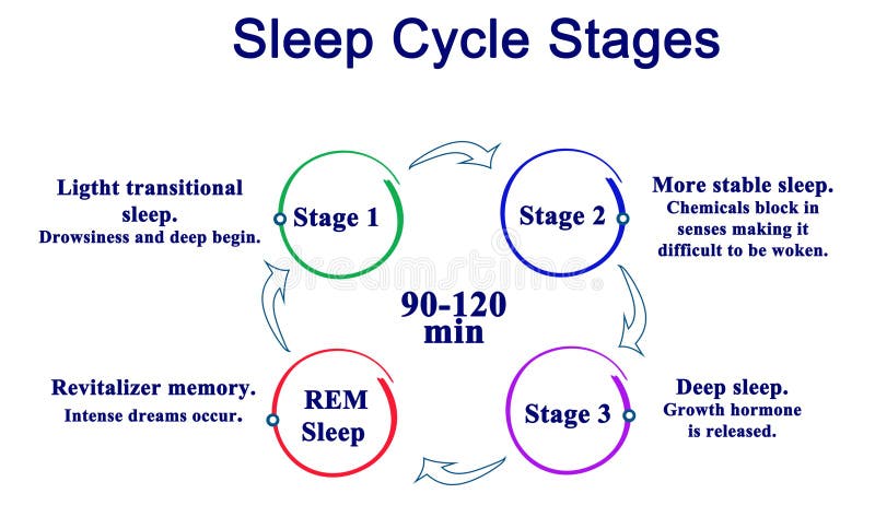Four Stages of Sleep Cycle. Four Stages of Sleep Cycle