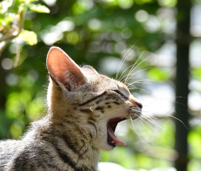 Sömnig kattungestående royaltyfria bilder Sömnig kattungestående royaltyfria bilder