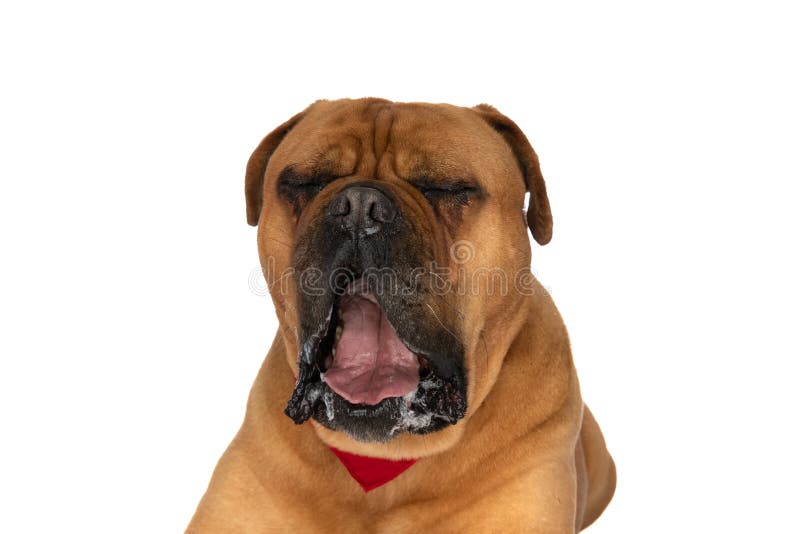 Sleepy bullmastiff puppy with red bandana drooling and yawning in front of white background in studio. Sleepy bullmastiff puppy with red bandana drooling and yawning in front of white background in studio