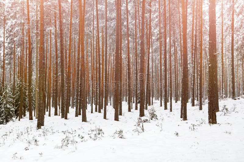 Sörja den högt enorma vinterskogen sörjer i solljuset royaltyfri fotografi Sörja den högt enorma vinterskogen sörjer i solljuset royaltyfri fotografi