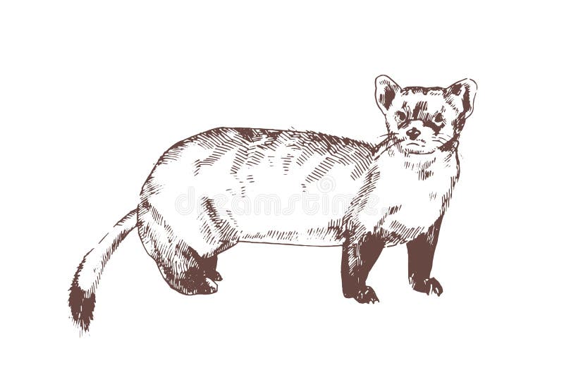 Sörja mårdhanden som dras med konturlinjer på vit bakgrund Elegant detaljerad teckning av det köttätande djuret wild vektor illustrationer