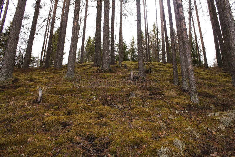 Sörja träd som växer på stup i skog royaltyfria foton Sörja träd som växer på stup i skog royaltyfria foton
