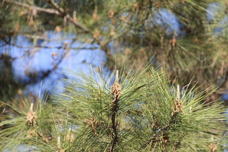 Sörja trädpollen royaltyfri bild Sörja trädpollen royaltyfri bild