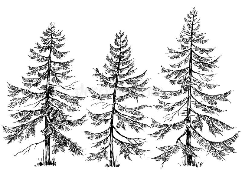 Sörja trädsamlingen vektor illustrationer Sörja trädsamlingen vektor illustrationer