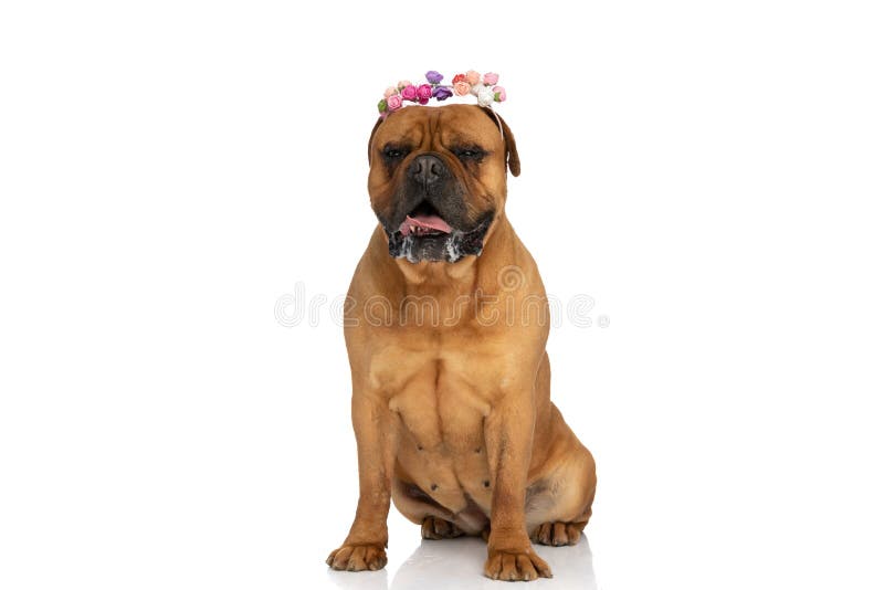 Cute bullmastiff dog with colorful flowers headband panting and drooling while sitting isolated on white background in studio. Cute bullmastiff dog with colorful flowers headband panting and drooling while sitting isolated on white background in studio