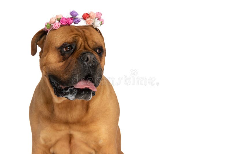 Sweet bullmastiff dog with colorful flowers headband panting and drooling while sitting on white background in studio. Sweet bullmastiff dog with colorful flowers headband panting and drooling while sitting on white background in studio